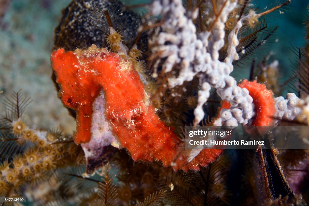 Lined Seahorse.