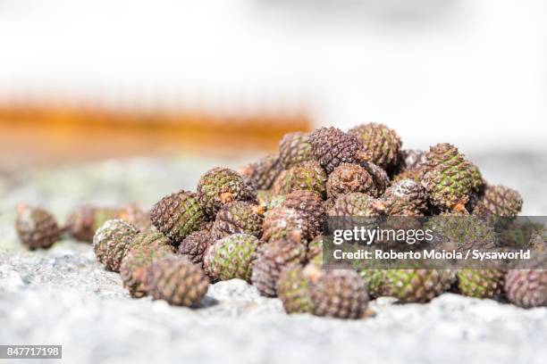 pine cone on white background, san romerio alp, switzerland - brusio grisons stock pictures, royalty-free photos & images