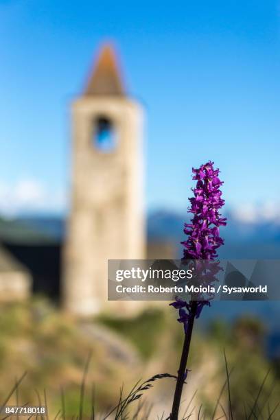 wild flower, san romerio alp, switzerland - brusio grisons stock pictures, royalty-free photos & images