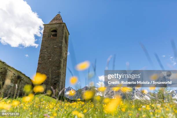 wild flowers in bloom, san romerio alp, switzerland - brusio grisons stock pictures, royalty-free photos & images
