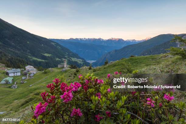 rhododendrons, san romerio alp, switzerland - brusio grisons stock pictures, royalty-free photos & images