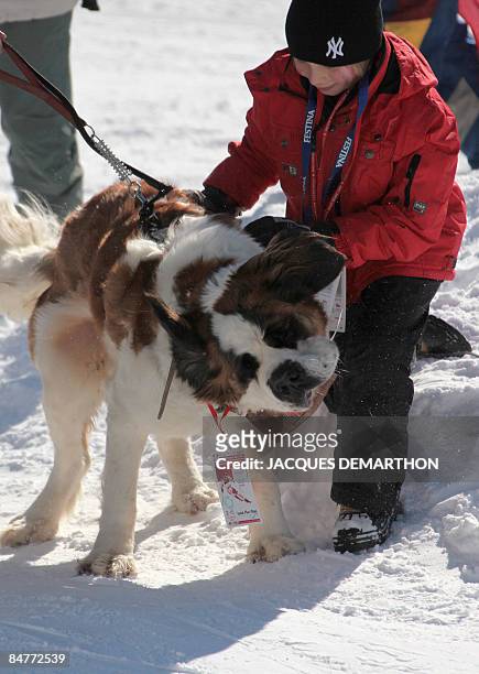 Child play with a Saint-Bernard dog during the men's giant slalom 2nd run at the World Ski Championships on February 13, 2009 in Val d'Isere, French...