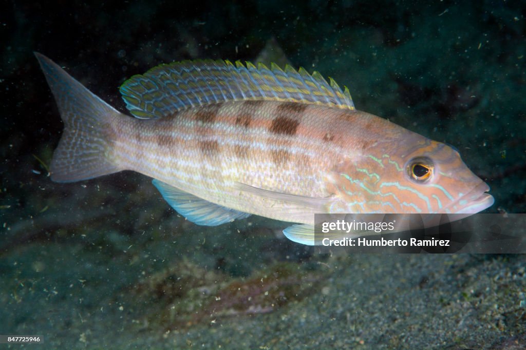 Sub Perch Sand Perch
