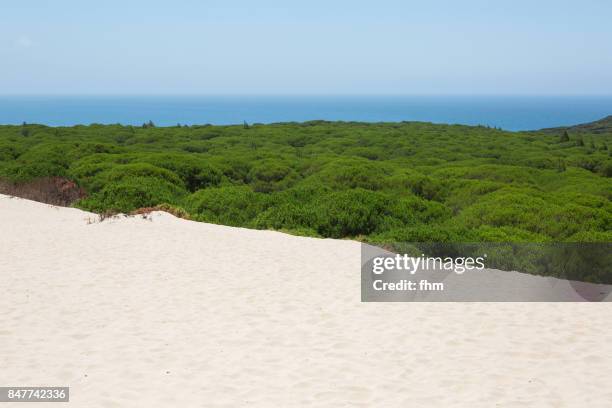 the dune of bolonia with pinewood (cadiz province/ andalusia/ spain) - bolonia stock-fotos und bilder