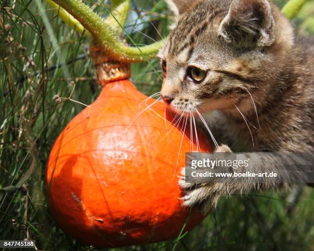 kitten playing with pumpkin - pumpkin cats fotografías e imágenes de stock