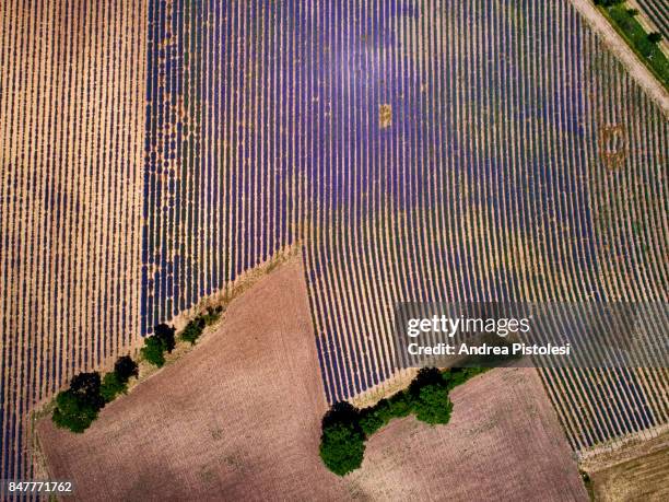 lavender in provence, france - vaucluse stock pictures, royalty-free photos & images