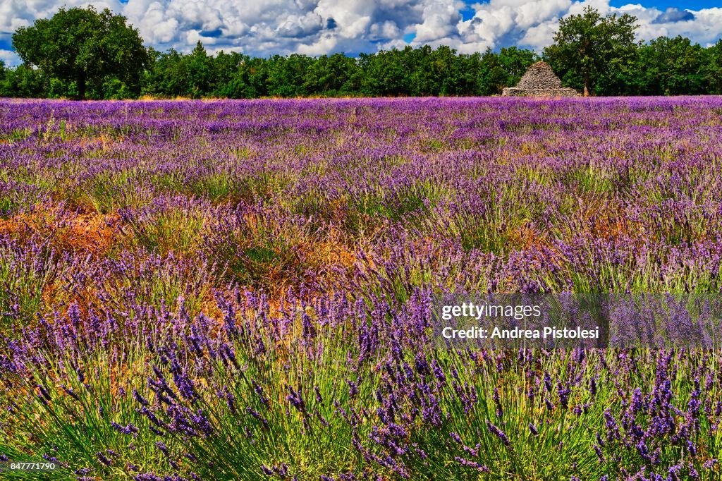 Lavender in Provence, France