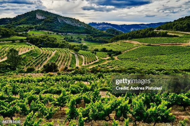 dentelles de montmirail wine region, provence, france - vaucluse bildbanksfoton och bilder