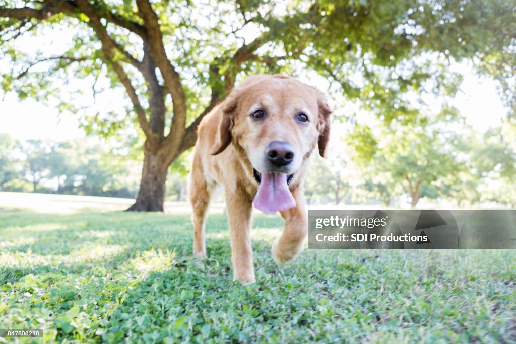 Glücklicher Hund läuft im park