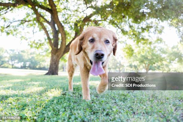 gelukkige hond loopt in het park - hijgen stockfoto's en -beelden