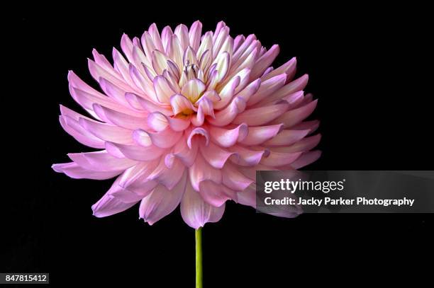 9,235 Pink Flower Black Background Photos and Premium High Res Pictures - Getty Images 9,235 Pink Flower Black Background Photos and Premium High Res Pictures - Getty Images