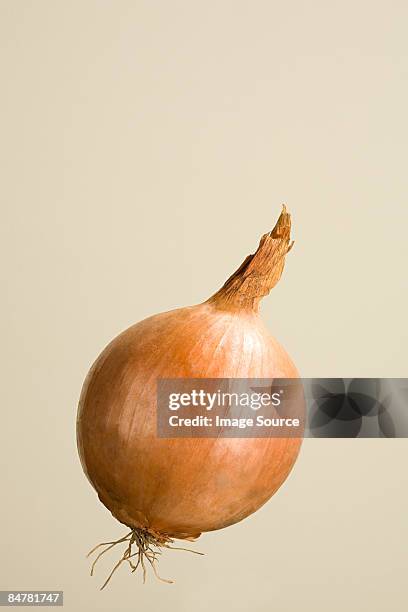 onion - cipolla foto e immagini stock