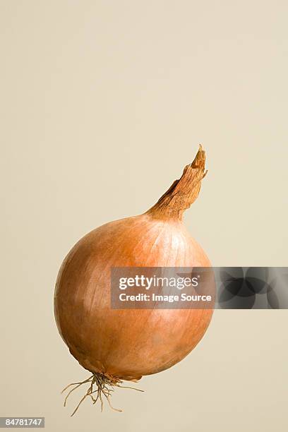 onion - cebola imagens e fotografias de stock