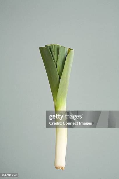 leek - alho francês imagens e fotografias de stock