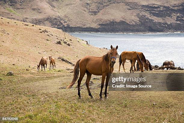 horses on ua huka - ilhas marquesas imagens e fotografias de stock