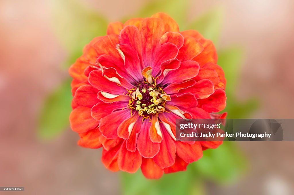 Bright orange Zinnia "Profusion series" flower