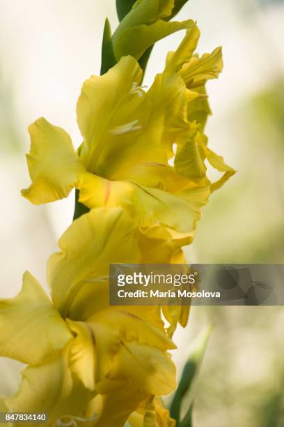 bright yellow gladiolus flower - gladiolus fotografías e imágenes de stock