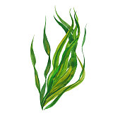 watercolor kelp seaweed