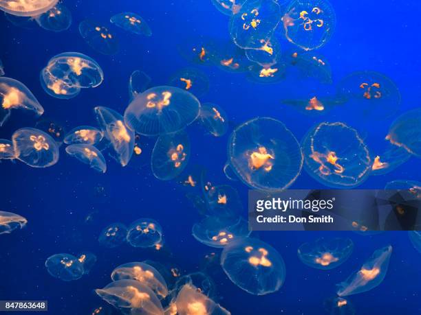 small moon jellies - monterey bay aquarium exterior stock pictures, royalty-free photos & images