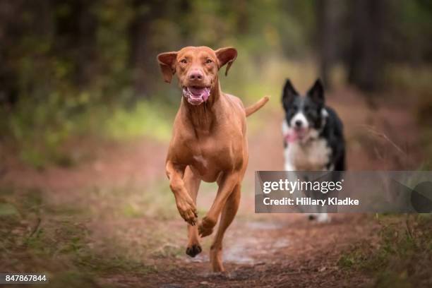 two dogs running in forest - two animals stock pictures, royalty-free photos & images