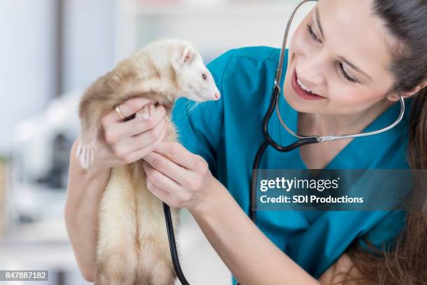 médico veterinario mujer escucha latidos de ferret - turón fotografías e imágenes de stock