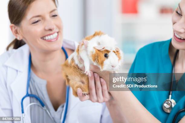 os veterinários alegres examinar cobaia - rodent - fotografias e filmes do acervo