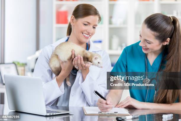 female veterinarians examine pet ferret - mustela putorius furo stock pictures, royalty-free photos & images