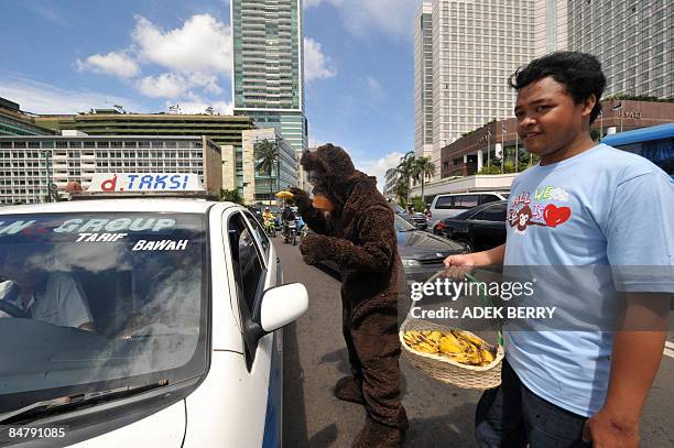 An activist from Centre for Orangutan and wearing an Orangutan costume along with a colleague give bananas to motorists on Valentine's Day as part of...
