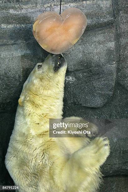 Polar bear plays with a heart-shaped ice block at Yokohama Hakkeijima Sea Paradise on February 14, 2009 in Yokohama, Kanagawa, Japan. On Valentine's...