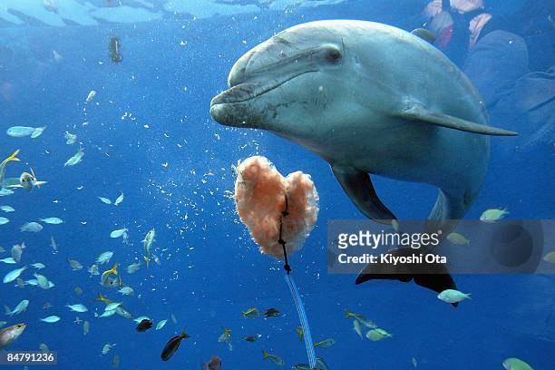 Bottlenose dolphin swims near a heart-shaped ice block at Yokohama Hakkeijima Sea Paradise on February 14, 2009 in Yokohama, Kanagawa, Japan. On...