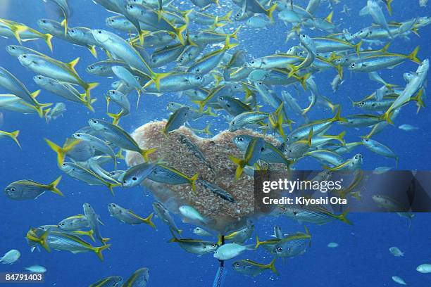 Yellowstriped butterfishes gather around a heart-shaped ice block at Yokohama Hakkeijima Sea Paradise on February 14, 2009 in Yokohama, Kanagawa,...