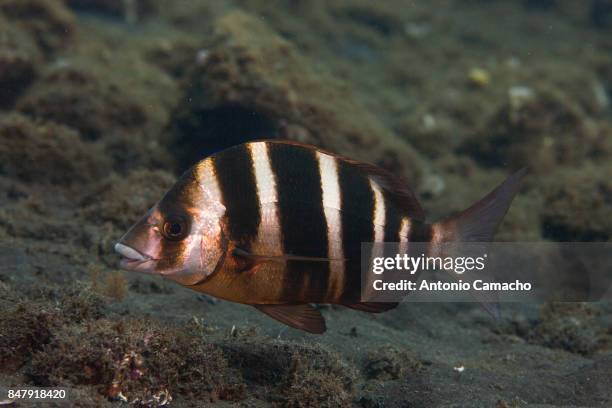 zebra seabream - puerto naos stock pictures, royalty-free photos & images
