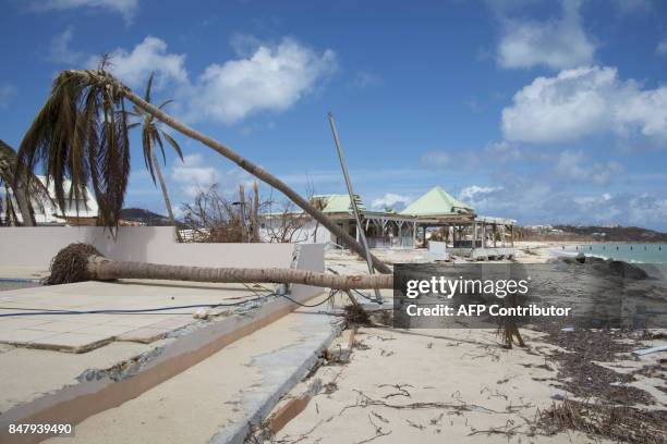 Picture taken in Nettle Beach bay on the French Caribbean island of Saint Martin on September 16, 2017 shows fallen coconut trees near a damaged...