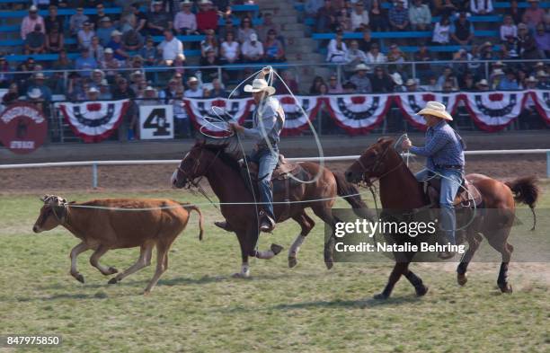 Team Roping Pendleton Rodeo 311 Pendleton Roundup Stock Photos, High-Res Pictures, and Images ...