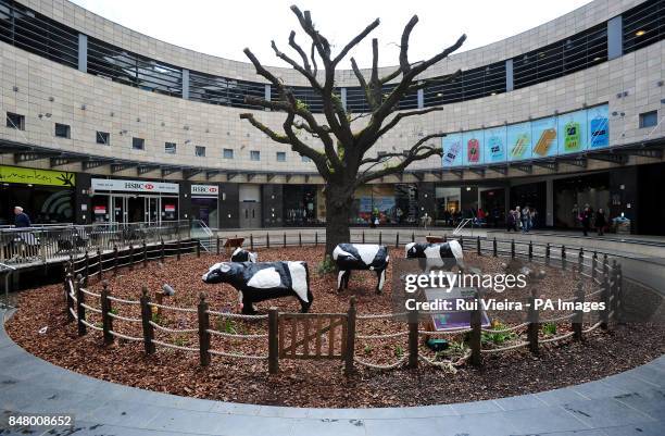 Milton Keynes best loved pieces of art The Concrete Cows on display at the Midsummer Place shopping centre, Milton Keynes. Created in 1978 by artist...