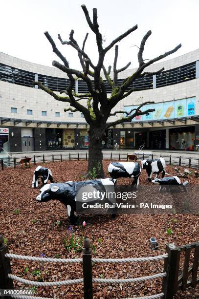 Milton Keynes best loved pieces of art The Concrete Cows on display at the Midsummer Place shopping centre, Milton Keynes. Created in 1978 by artist...