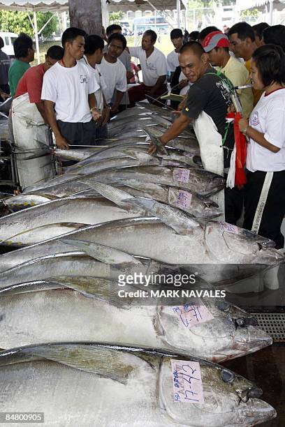 To go with "Finance-economy-Philippines-food-fish-tuna, FEATURE" by Jason Gutierrez Fish inspectors grade freshly caught yellow-fin tuna at the...
