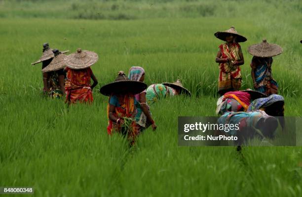 Women with a traditional hat &quot;Jhampi&quot; work at an agricultural paddy field in Bhubaneswar, India, on September 16, 2017.