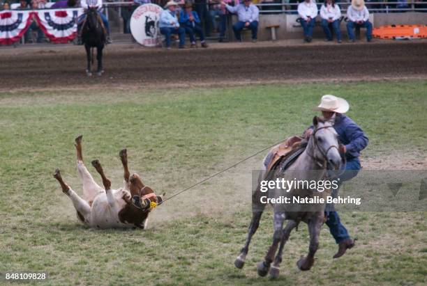305 Pendleton Round Up Stock Photos, High-Res Pictures, and Images ...