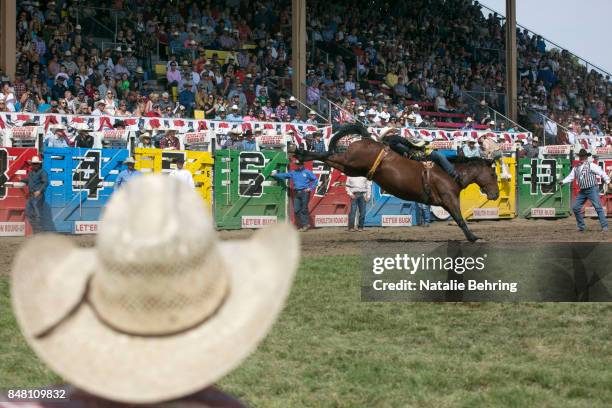 Bareback rider tries to stay on his horse at the Pendleton Round Up on September 16, 2017 in Pendleton, Oregon. Pendleton Round-Up Stadium is a major...