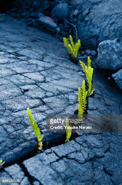 plants growing from the gap of lava stone - crevice stock pictures, royalty-free photos & images