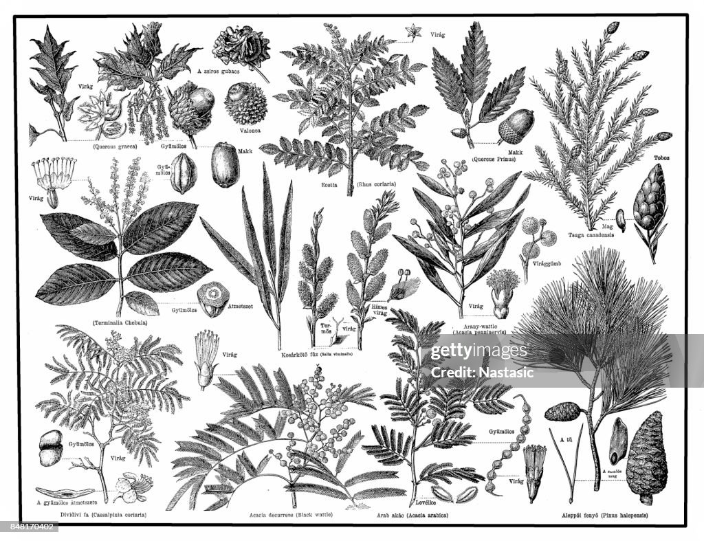Tannins or Plants Containing Tannins