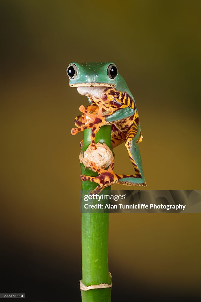 Waxy tree frog