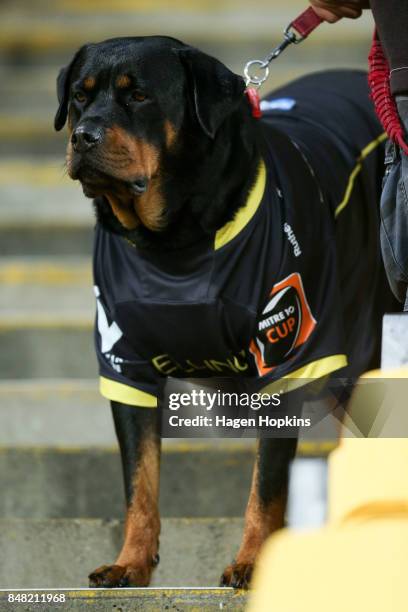 Dog looks on from the stands as part of the 'Bark in the Park' event during the round five Mitre 10 Cup match between Wellington and Canterbury at...