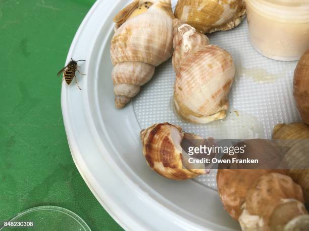 wasp on a plate of sea snails (bulots) at wine street festival- paris - plastic plate fotografías e imágenes de stock