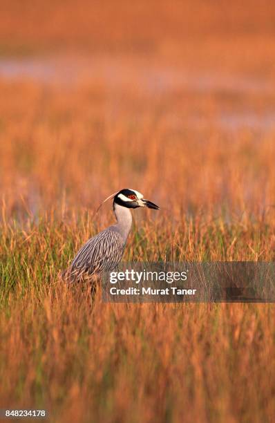 gray heron - chincoteague island stock pictures, royalty-free photos & images