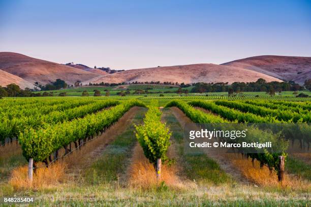 barossa valley, south australia. - winery stockfoto's en -beelden