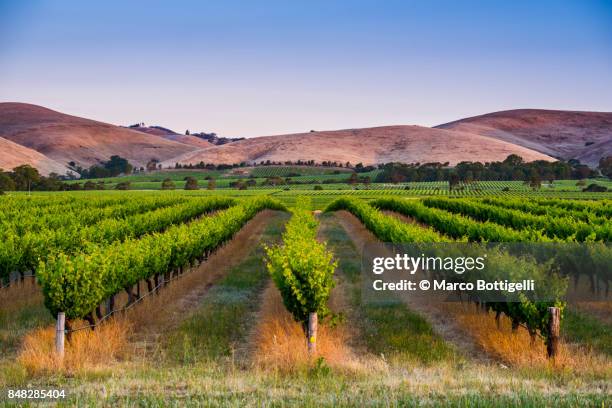 barossa valley, south australia. - 澳洲南部 個照片及�圖片檔