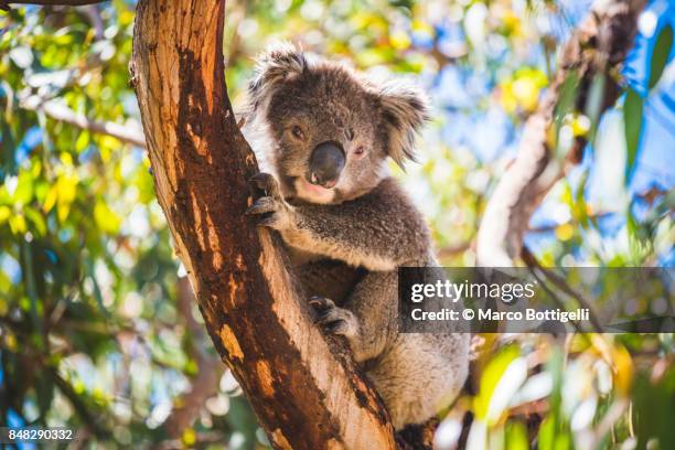 koala on eucalyptus tree, australia. - koala stock pictures, royalty-free photos & images