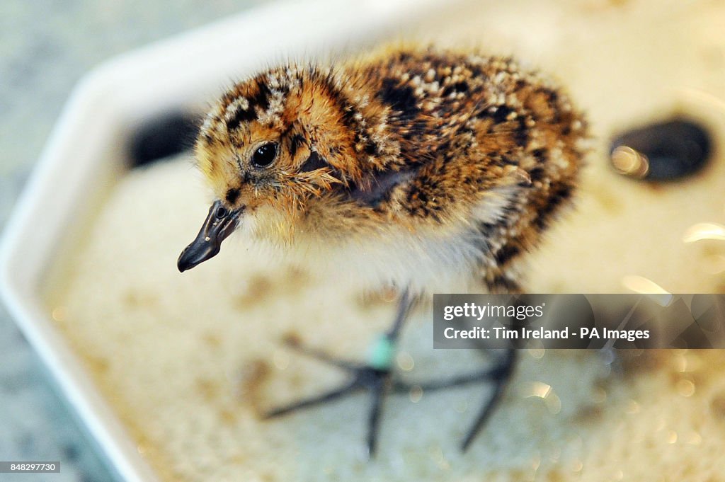 Rare spoon-billed sandpiper chicks